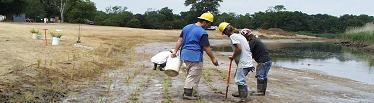 Shoreline planting project activities